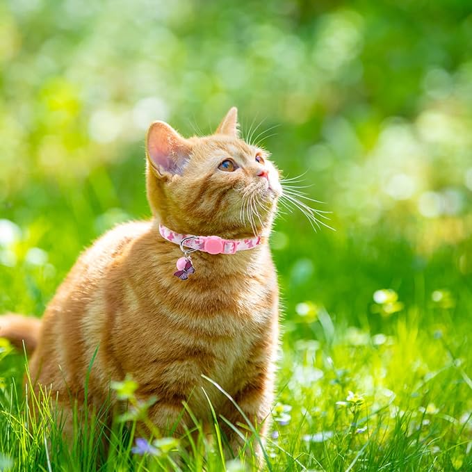 SCENEREAL Breakaway Cat Collar with Bells, Safety Buckle Soft Adjustable Cats Collars for Spring Summer Daily Wearing, Kitten Puppy Pink Personalised Collars for Dogs Girl Boy